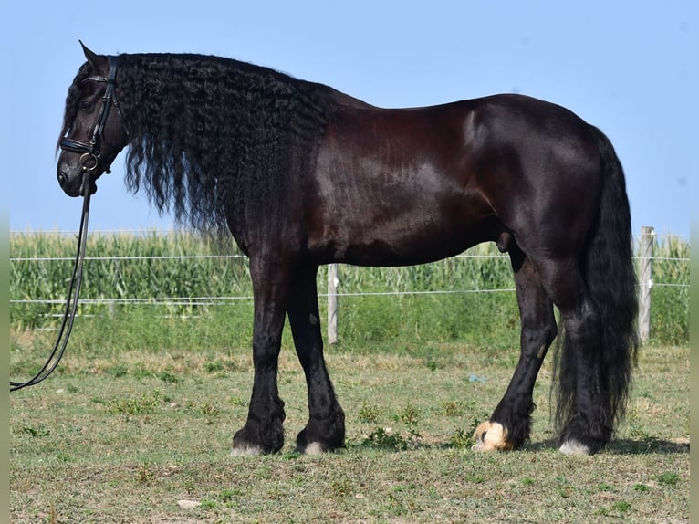 Frison Hongre 8 Ans 170 cm Noir in Strasburg, OH