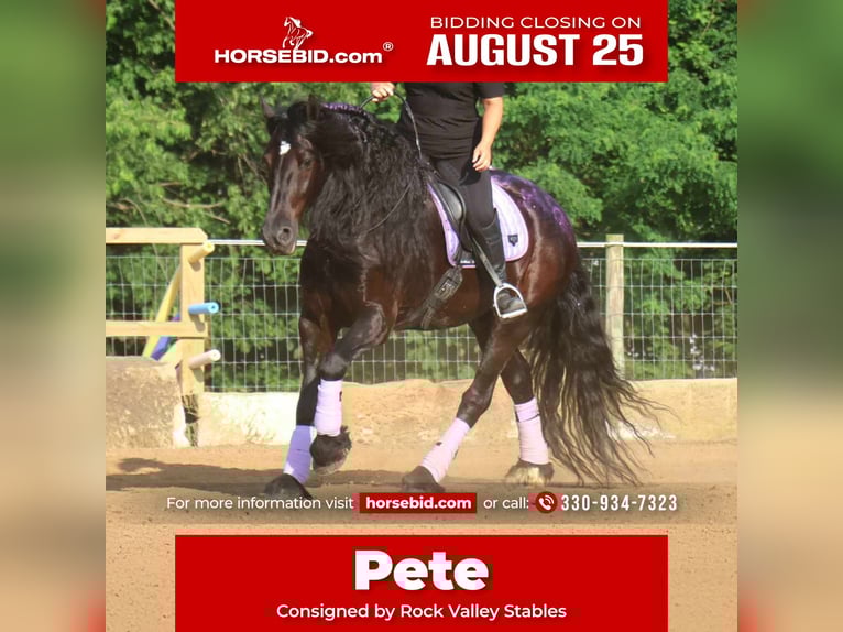 Frison Hongre 8 Ans 170 cm Noir in Strasburg, OH