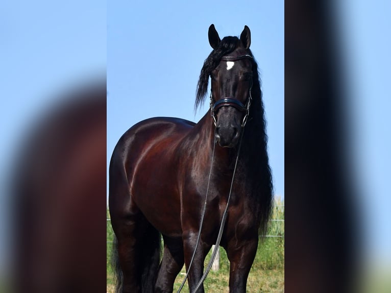 Frison Hongre 8 Ans 170 cm Noir in Strasburg, OH