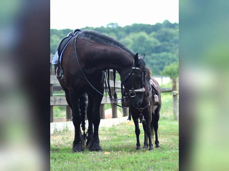 Frison Hongre 8 Ans 170 cm Noir in Strasburg, OH