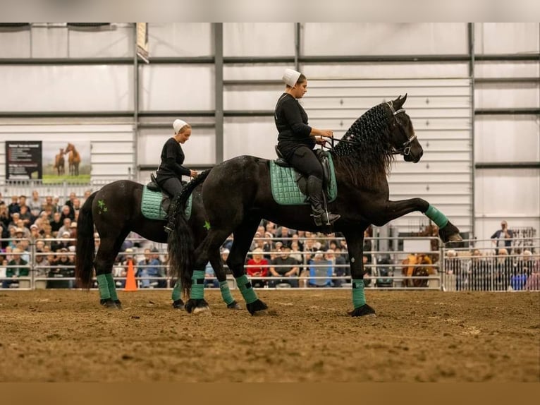 Frison Hongre 8 Ans 170 cm Noir in Strasburg, OH