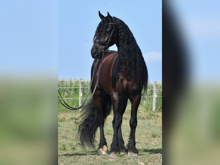 Frison Hongre 8 Ans 170 cm Noir in Strasburg, OH