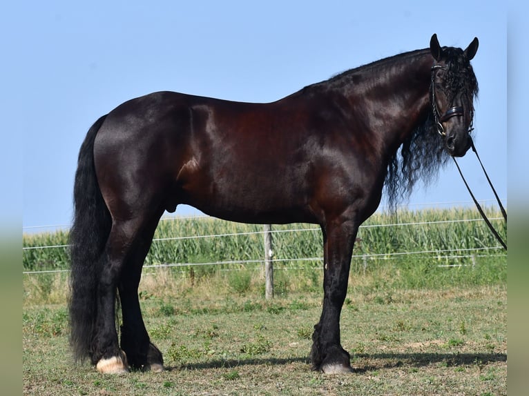 Frison Hongre 8 Ans 170 cm Noir in Strasburg, OH