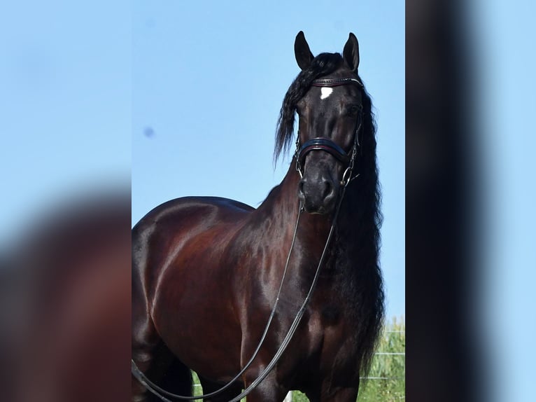 Frison Hongre 8 Ans 170 cm Noir in Strasburg, OH
