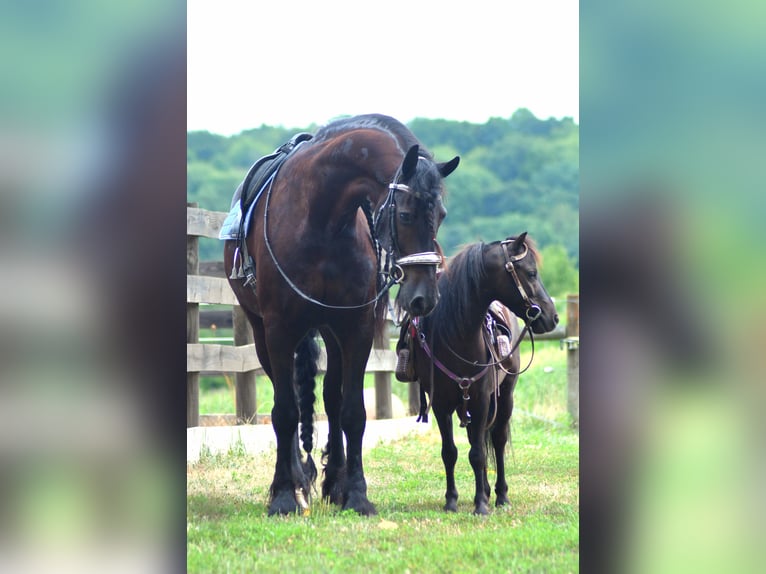 Frison Hongre 8 Ans 170 cm Noir in Strasburg, OH