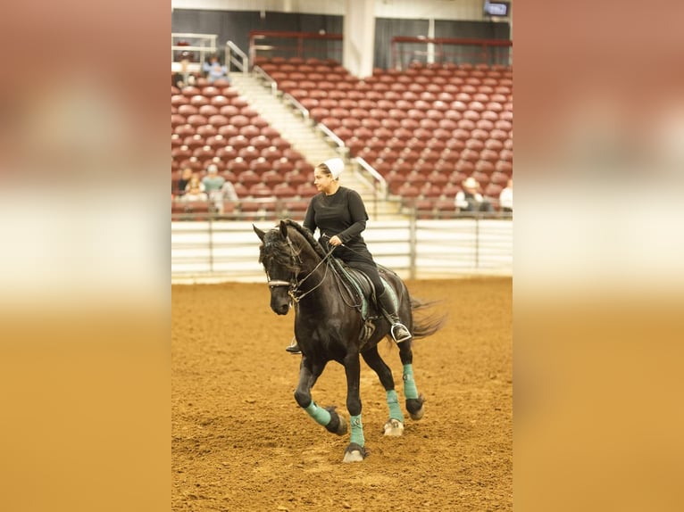 Frison Hongre 8 Ans 170 cm Noir in Strasburg, OH