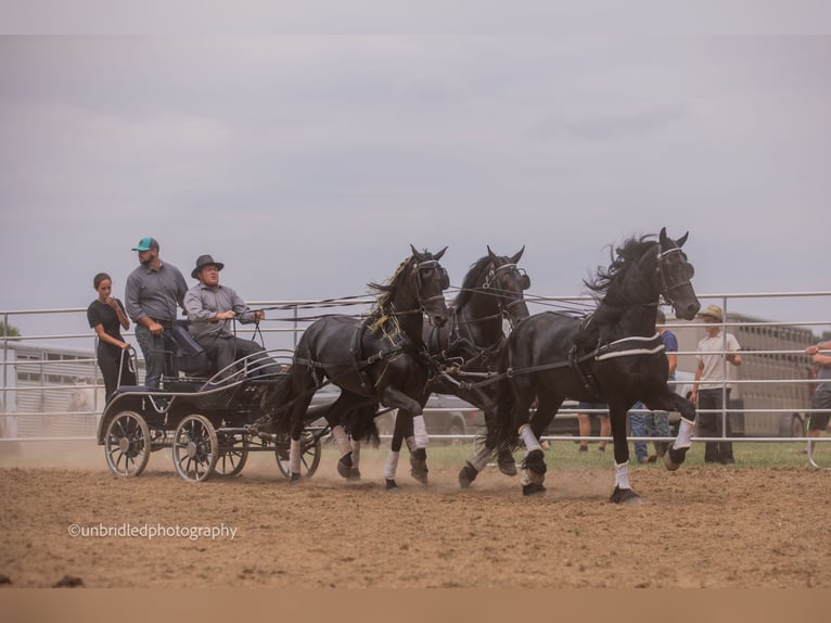 Frison Hongre 8 Ans 170 cm Noir in Strasburg, OH