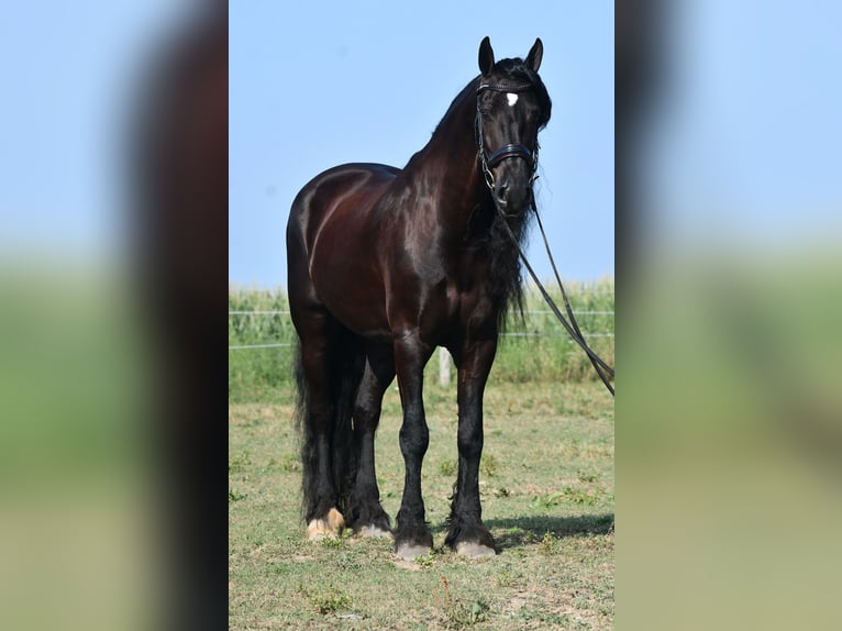 Frison Hongre 8 Ans 170 cm Noir in Strasburg, OH