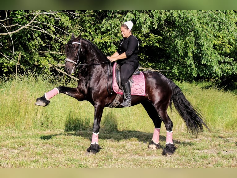 Frison Hongre 8 Ans 170 cm Noir in Strasburg, OH