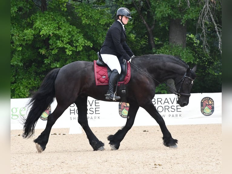 Frison Hongre 8 Ans 170 cm Noir in Strasburg, OH