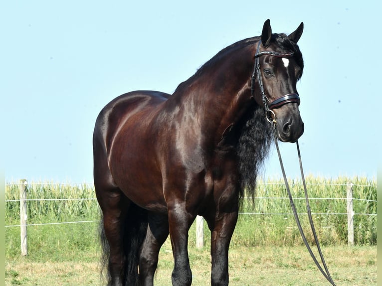 Frison Hongre 8 Ans 170 cm Noir in Strasburg, OH