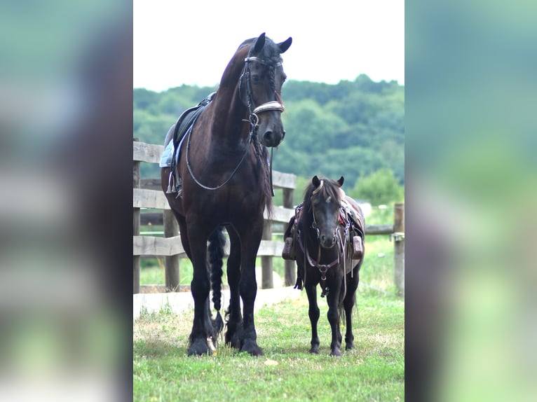 Frison Hongre 8 Ans 170 cm Noir in Strasburg, OH