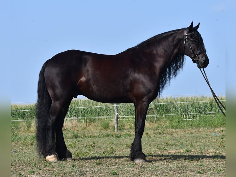 Frison Hongre 8 Ans 170 cm Noir in Strasburg, OH
