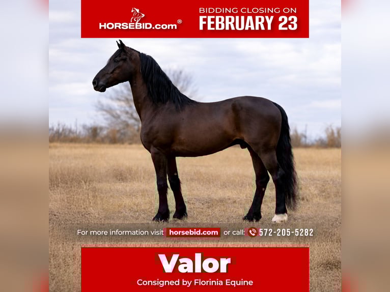 Frison Croisé Hongre 8 Ans 170 cm Noir in Guthrie