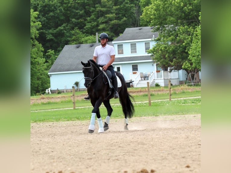 Frison Croisé Hongre 8 Ans Noir in Syracuse