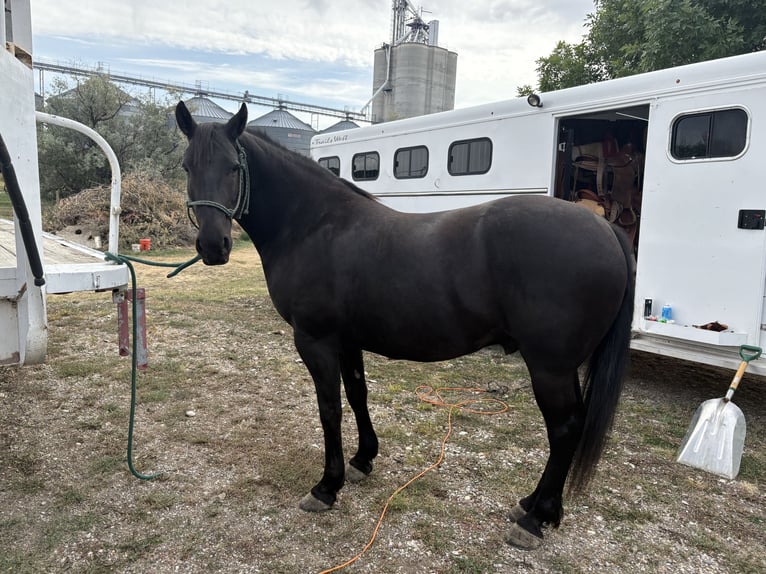 Frison Croisé Hongre 8 Ans Noir in Conrad