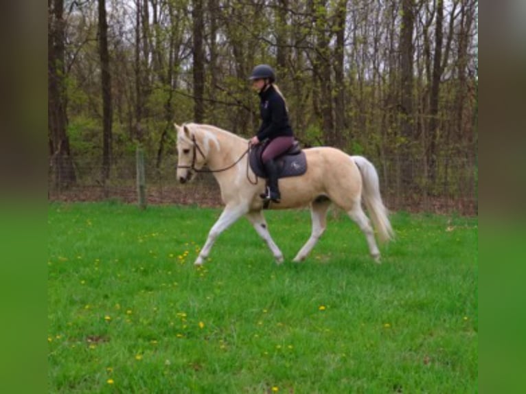 Frison Hongre 9 Ans 142 cm Palomino in Howell