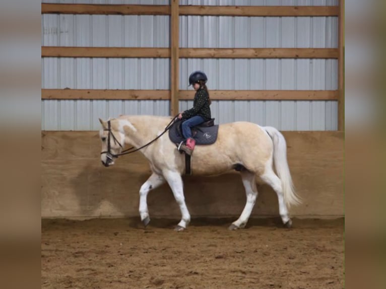 Frison Hongre 9 Ans 142 cm Palomino in Howell