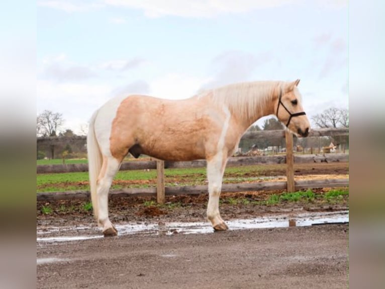 Frison Hongre 9 Ans 142 cm Palomino in Howell