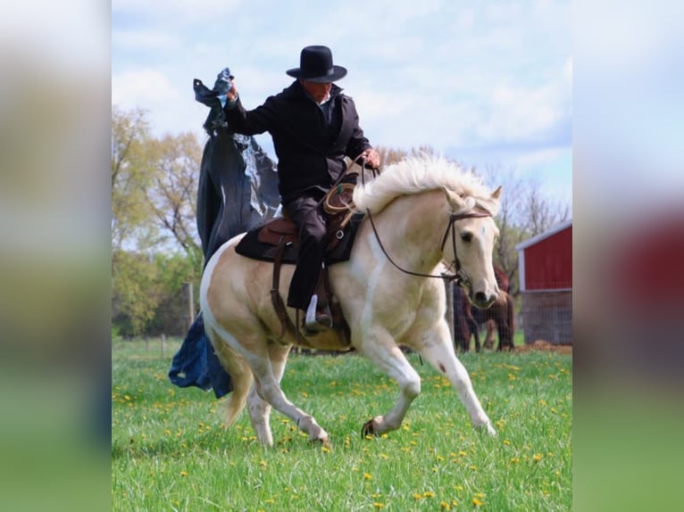 Frison Hongre 9 Ans 142 cm Palomino in Howell