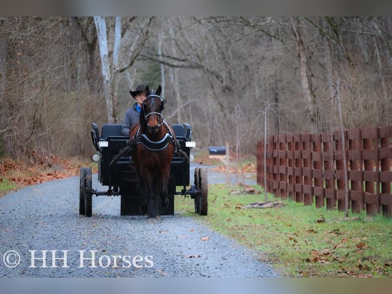 Frison Hongre 9 Ans 160 cm Bai cerise in FLEMINGSBURG KY