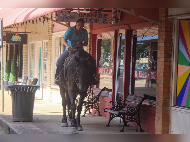 Frison Hongre 9 Ans 160 cm Noir in Rusk TX