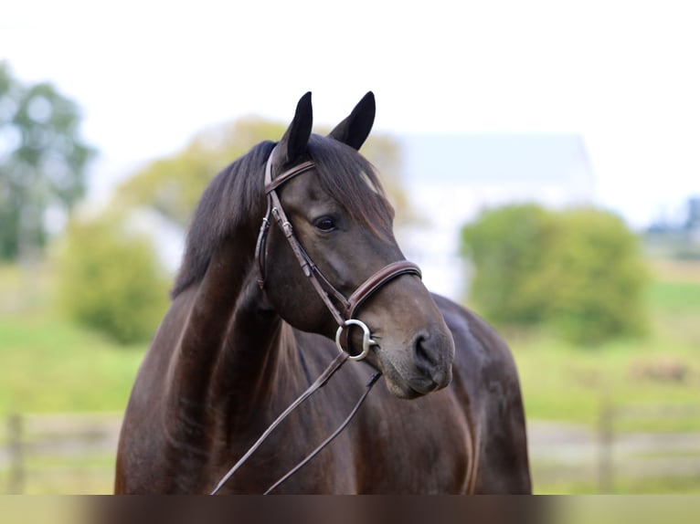 Frison Croisé Hongre 9 Ans 163 cm Bai cerise in Gap, PA