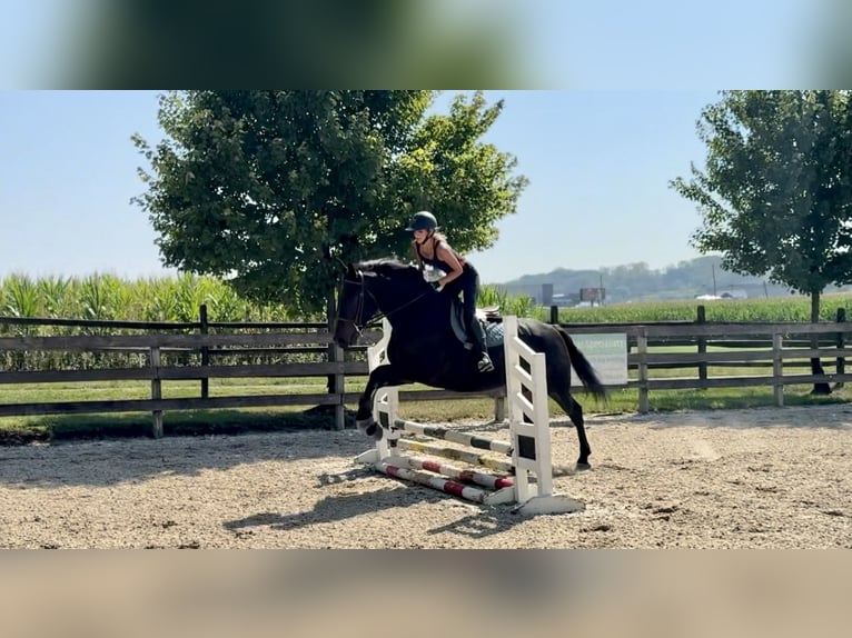 Frison Croisé Hongre 9 Ans 163 cm Bai cerise in Gap, PA