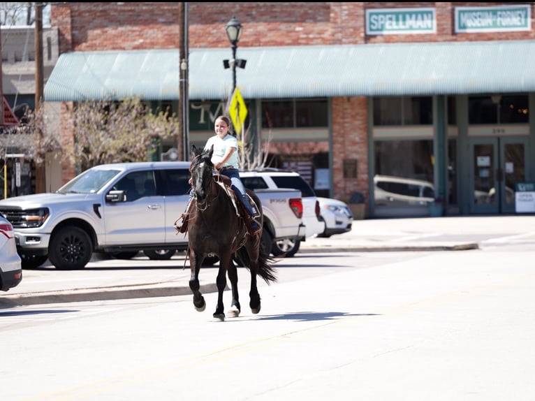 Frison Hongre 9 Ans 163 cm Noir in Forney