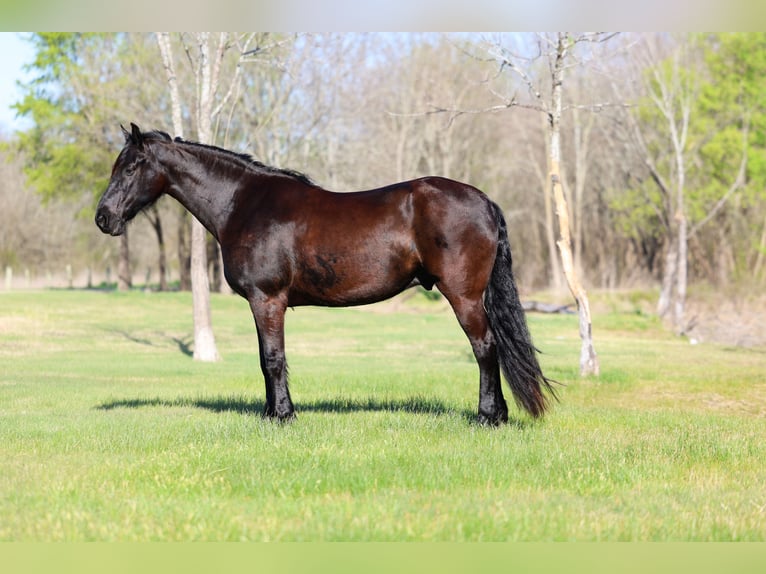 Frison Hongre 9 Ans 163 cm Noir in Forney
