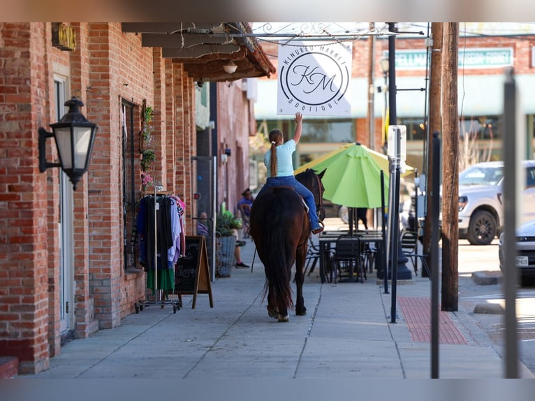 Frison Hongre 9 Ans 163 cm Noir in Forney