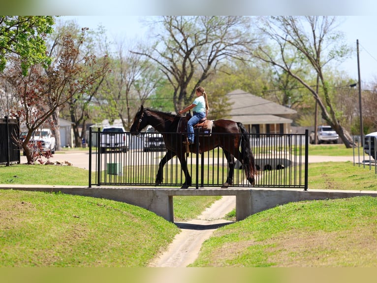 Frison Hongre 9 Ans 163 cm Noir in Forney