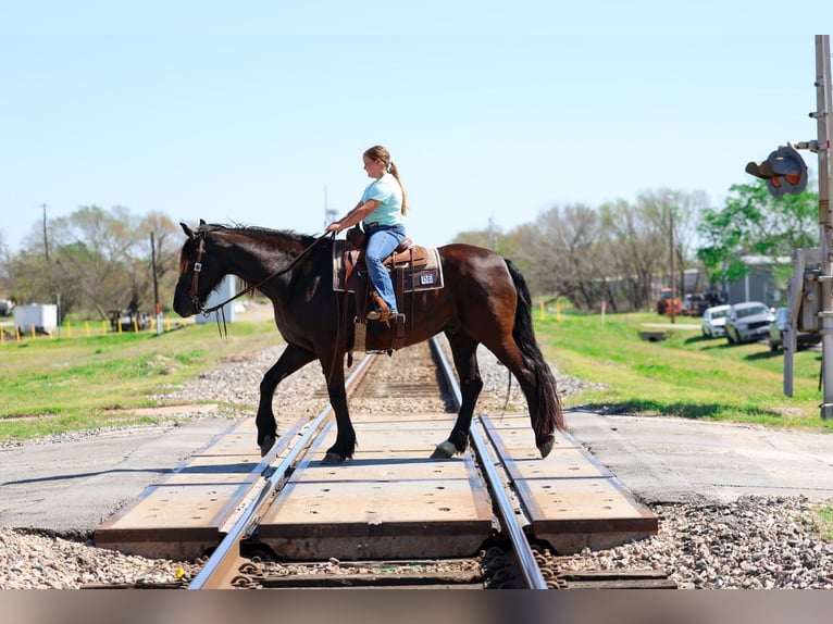 Frison Hongre 9 Ans 163 cm Noir in Forney