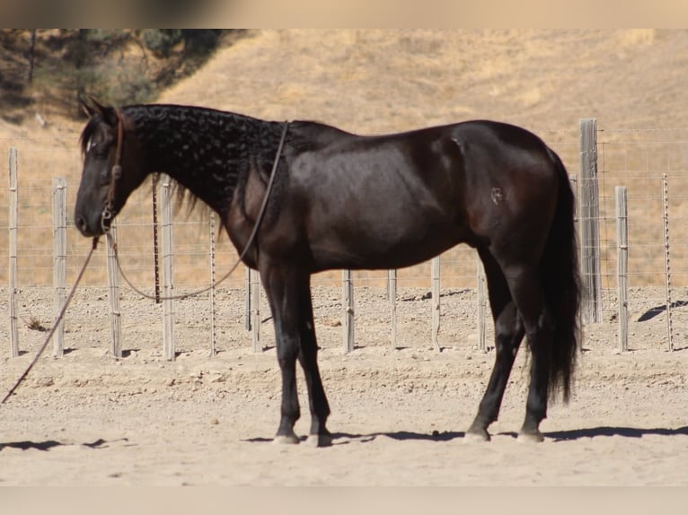 Frison Hongre 9 Ans 163 cm Noir in Paicines
