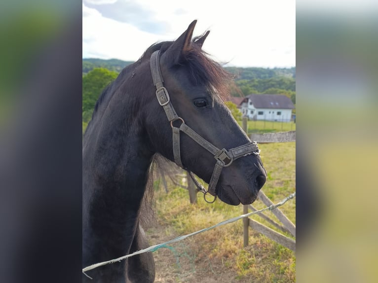 Frison Hongre 9 Ans 164 cm Noir in St. Marein bei Graz