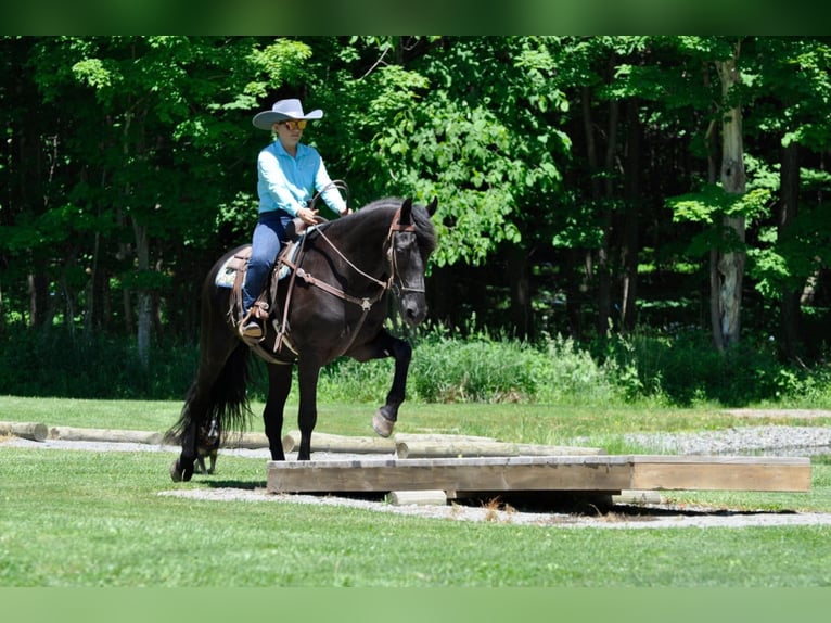 Frison Hongre 9 Ans 165 cm Bai in Dallas PA