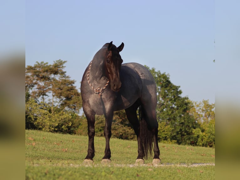 Frison Hongre 9 Ans 165 cm Rouan Bleu in Brookesville KY