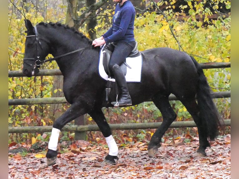 Frison Hongre 9 Ans 170 cm Noir in Dorsten