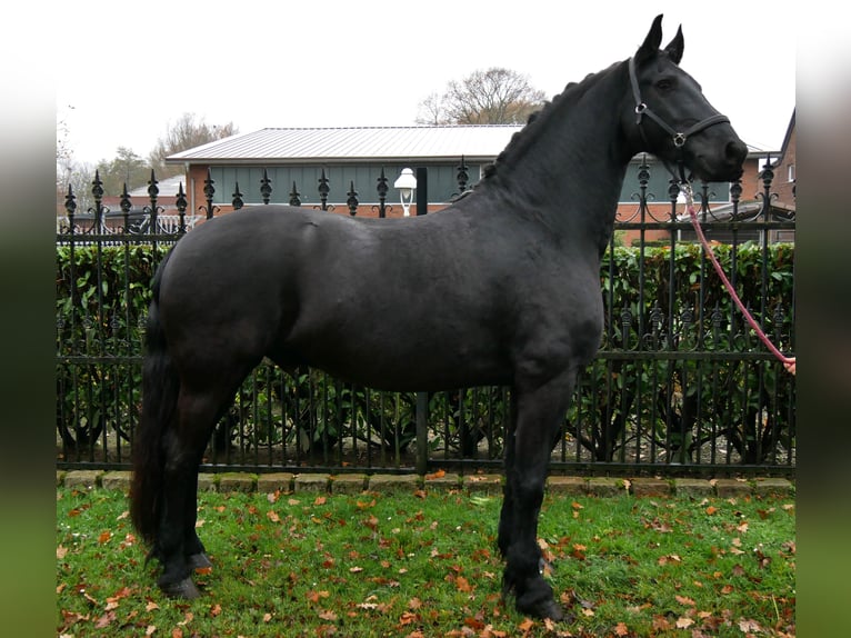 Frison Hongre 9 Ans 170 cm Noir in Dorsten