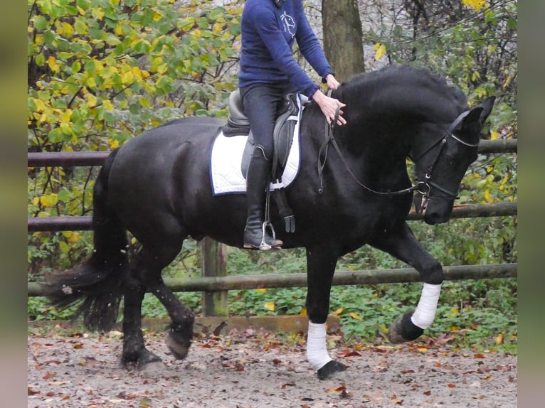 Frison Hongre 9 Ans 170 cm Noir in Dorsten
