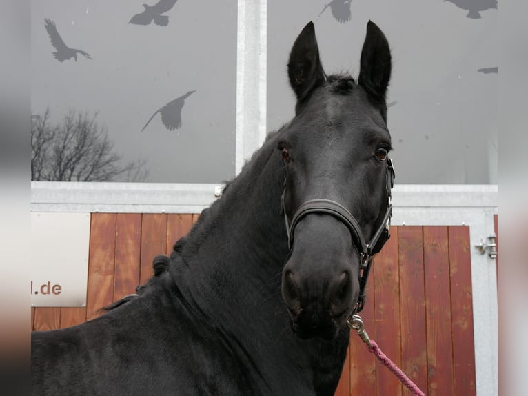 Frison Hongre 9 Ans 170 cm Noir in Dorsten