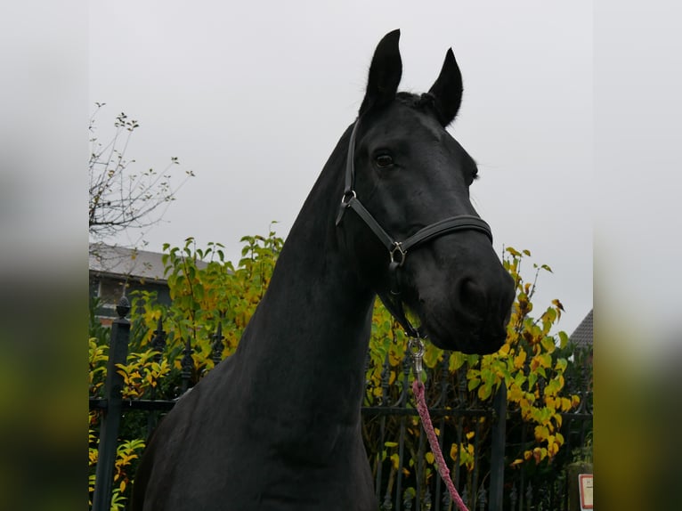 Frison Hongre 9 Ans 170 cm Noir in Dorsten