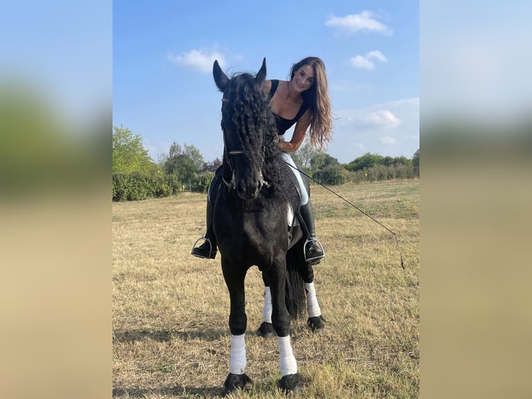 Frison Hongre 9 Ans 172 cm Noir in Bergamo