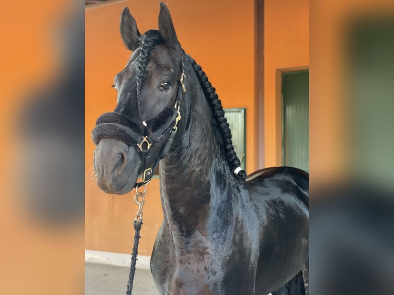 Frison Hongre 9 Ans 172 cm Noir in Bergamo