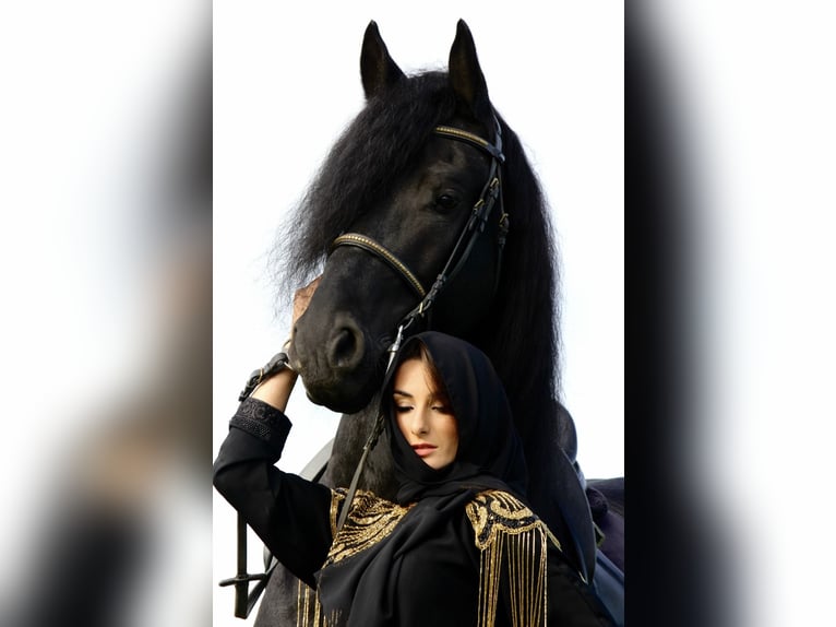 Frison Hongre 9 Ans 172 cm Noir in Bergamo