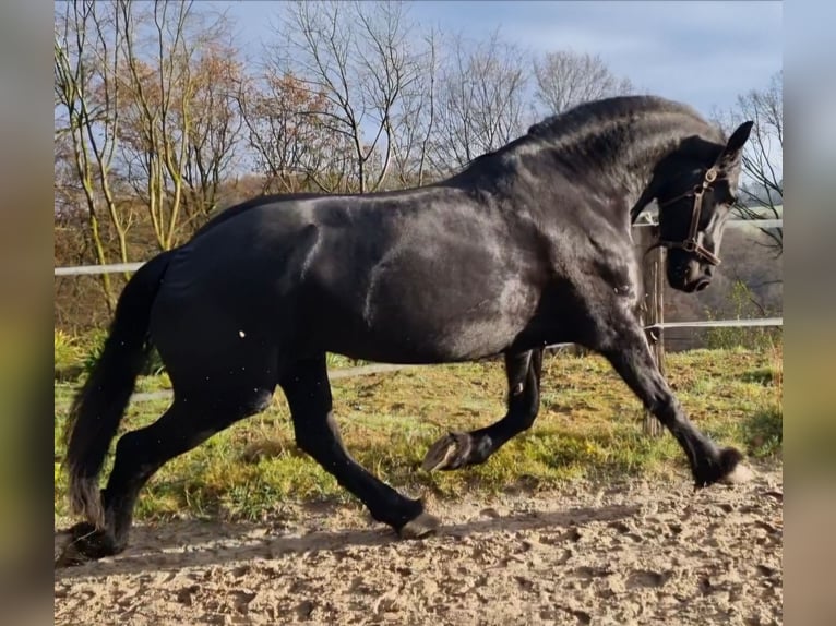 Frison Hongre 9 Ans 173 cm Noir in Solingen