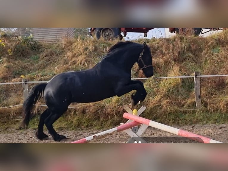 Frison Hongre 9 Ans 173 cm Noir in Solingen