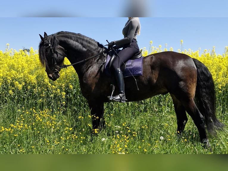Frison Croisé Hongre 9 Ans 175 cm Bai brun in Höri