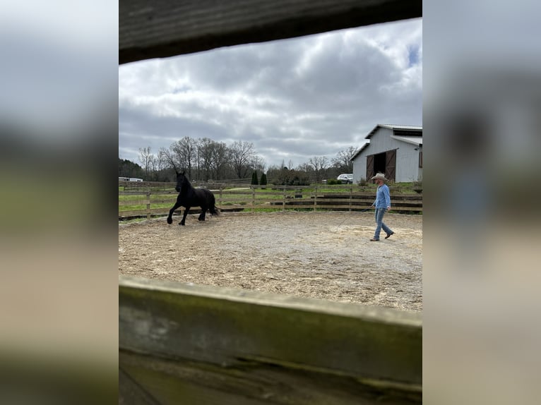 Frison Hongre 9 Ans Noir in Pell city, Alabama