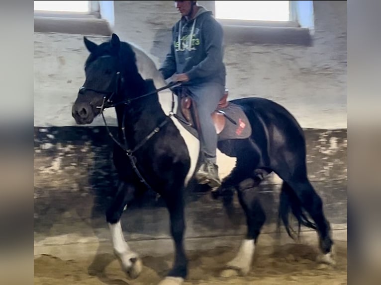 Frison Croisé Jument 10 Ans 158 cm Pinto in Görzke